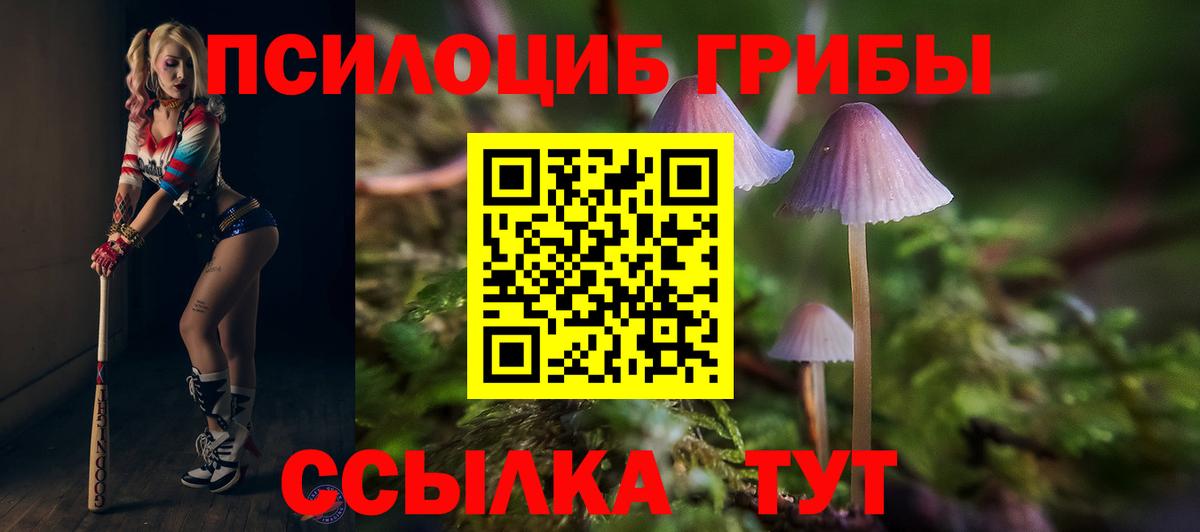 Галлюциногенные грибы Psilocybe  Вход с VPN  Баксан  Галлюциногенные грибы мицелий 